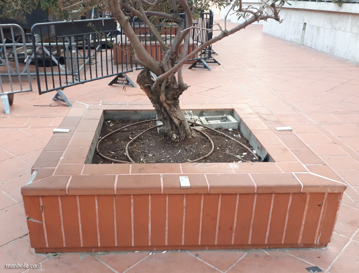 Tel Aviv - A Tree grate that is raised and made of bricks